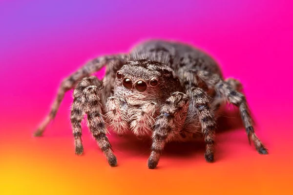 Aranha saltando em fundo brilhante na natureza — Fotografia de Stock