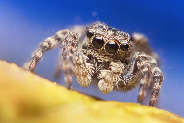 Saltando Araña Sobre Fondo Brillante Naturaleza Imagen de archivo