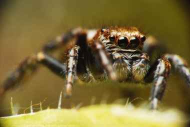 Doğada parlak arka planda zıplayan örümcek.
