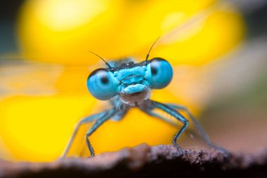 Doğadaki güzel yusufçuk, makro fotoğrafçılığı kapat.