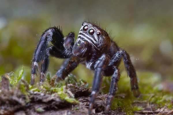 自然の中で明るい背景にクモをジャンプ — ストック写真