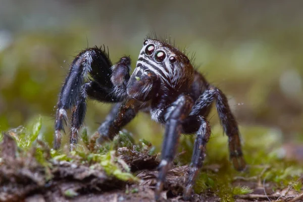 Saltando Araña Sobre Fondo Brillante Naturaleza — Foto de Stock