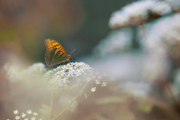 Papillon Dans Nature Gros Plan Macro Photographie — Photo