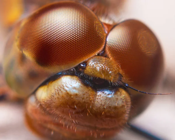 Insect eye structure. Close-up photography of  dragonfly face