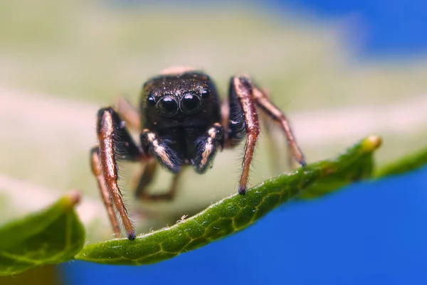 Aranha Saltando Fundo Brilhante Natureza — Fotografia de Stock