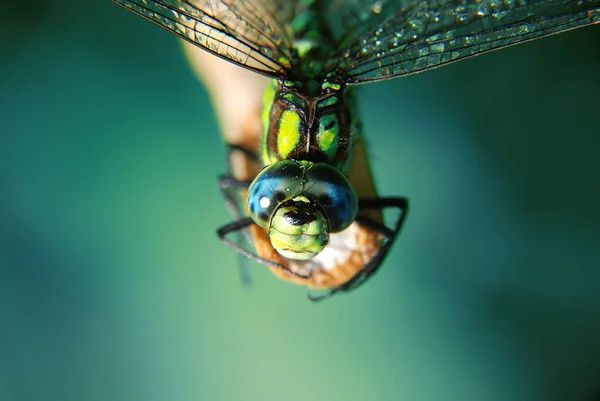 Doğadaki Güzel Yusufçuk Makro Fotoğrafçılığı Kapat — Stok fotoğraf