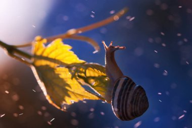 Doğada güzel bir salyangoz