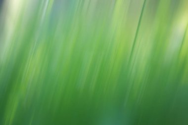 Bulanık yeşil çimenlik arkaplan