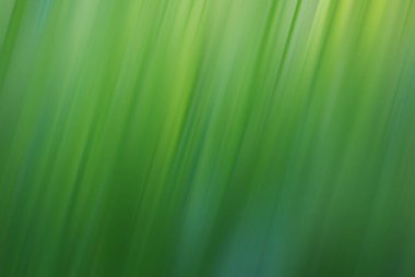 Bulanık yeşil çimenlik arkaplan