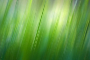 Bulanık yeşil çimenlik arkaplan