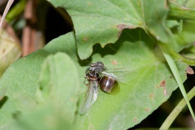 Atlayan örümcek büyük bir karınca yakaladı.