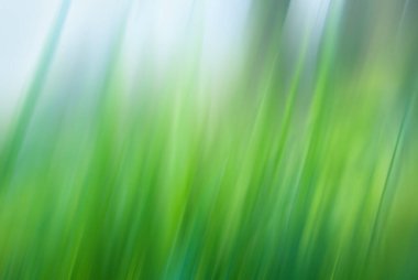 Bulanık yeşil çimenlik arkaplan