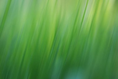 Bulanık yeşil çimenlik arkaplan