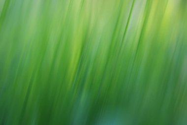 Bulanık yeşil çimenlik arkaplan