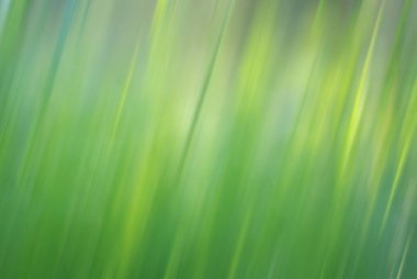 Bulanık yeşil çimenlik arkaplan