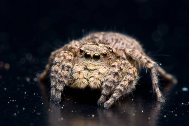 Doğada parlak arka planda zıplayan örümcek.