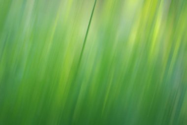 Bulanık yeşil çimenlik arkaplan