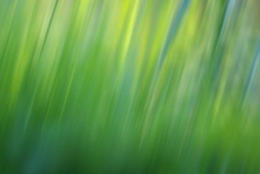 Bulanık yeşil çimenlik arkaplan