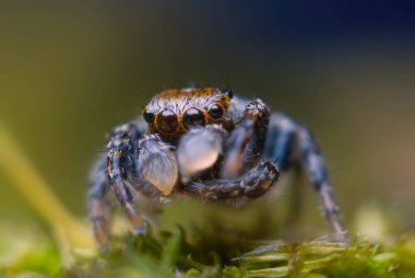 Doğada parlak arka planda zıplayan örümcek.