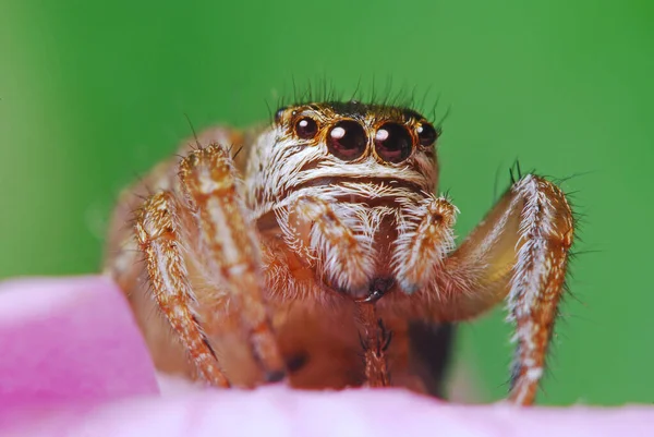 Springen Spin Heldere Achtergrond Natuur — Stockfoto