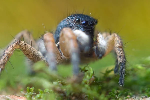 Aranha Saltando Fundo Brilhante Natureza — Fotografia de Stock