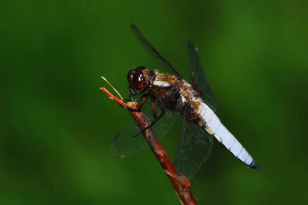 Hermosa Libélula Naturaleza Primer Plano Macrofotografía — Foto de Stock