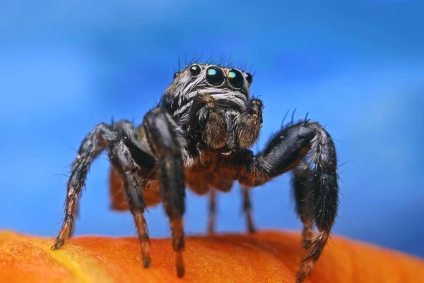 Saltando Araña Sobre Fondo Brillante Naturaleza — Foto de Stock