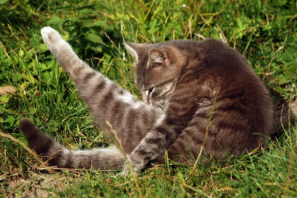 Beautiful Gray Domestic Cat Washing Sun Backyard Close Snapshot — Stock Photo, Image