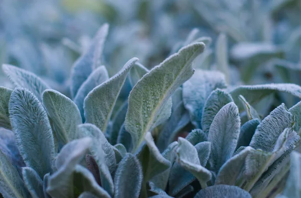 Fondo Hierbas Con Hermosas Hojas Verdes Planta Decorativa Suculenta Imágenes de stock libres de derechos