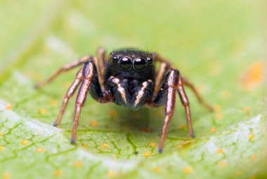 Doğada parlak arka planda zıplayan örümcek.