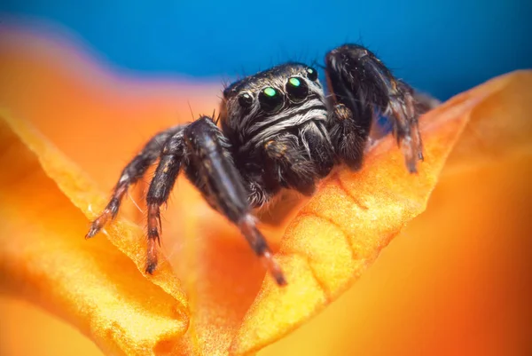 Aranha Saltando Fundo Brilhante Natureza — Fotografia de Stock