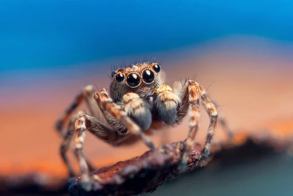 Ugráló Pók Fényes Háttér Természetben — Stock Fotó