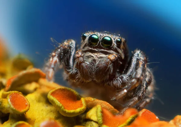 Springen spin op heldere achtergrond in de natuur — Stockfoto