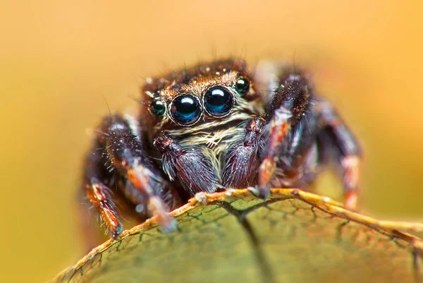 Стрибки павука на яскравому фоні в природі Стокова Картинка