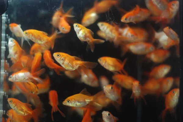 Una Bandada Peces Colores Acuario — Foto de Stock