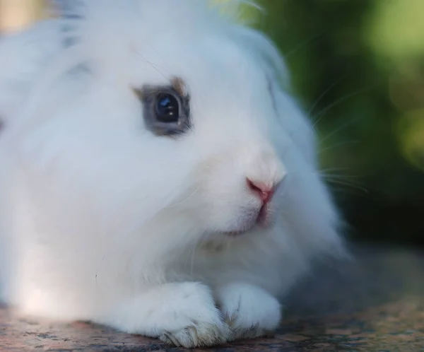 Cute White Rabbit Close — Stock Photo, Image