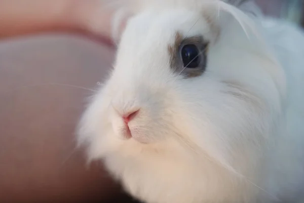 Cute White Rabbit Close — ストック写真