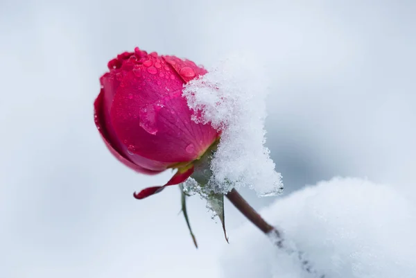 Bud of rose covered with snow, a sudden snowfall. Rose flower in winter.