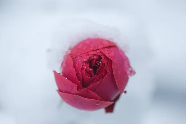 Bud of rose covered with snow, a sudden snowfall. Rose flower in winter