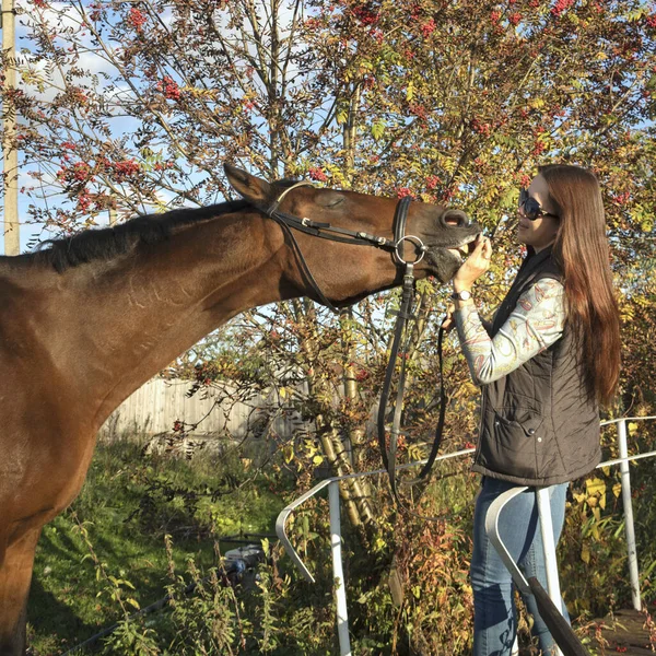Alegría de conocer a un caballo de la bahía con su dueño — Foto de Stock