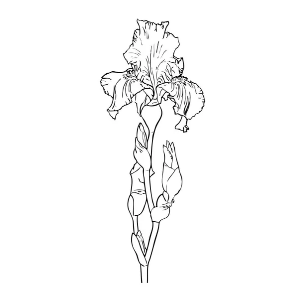 Чорно Біле Контурне Зображення Квітки Райдуги — стоковий вектор