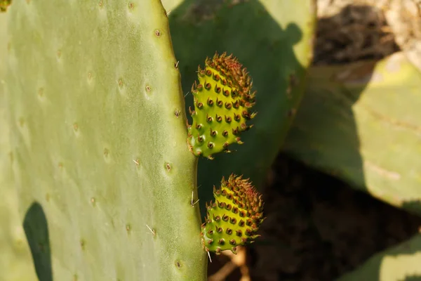 Big Leaf Opuntia Small Young Leaves Concept Family Child Youth — Stock Photo, Image