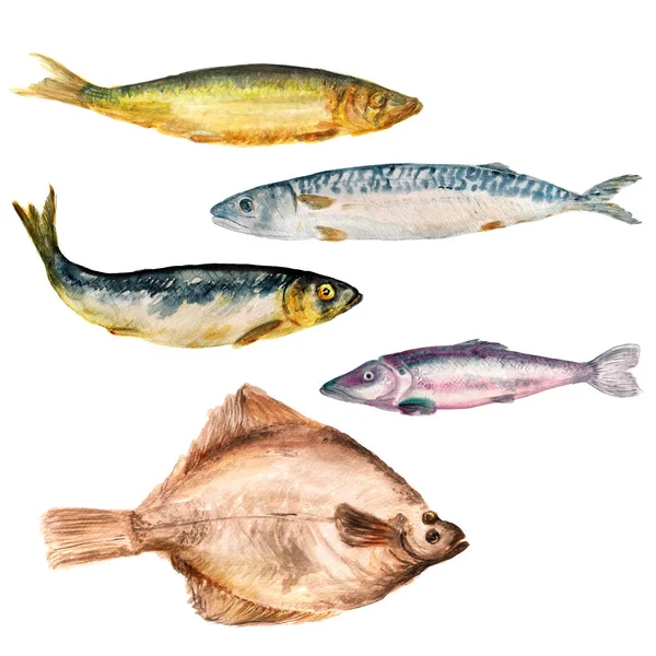 Σετ Ακουαρέλας Εικόνες Από Διαφορετικά Ψάρια Άσπρο Φόντο Μπακαλιάρος Ρέγγα — Φωτογραφία Αρχείου