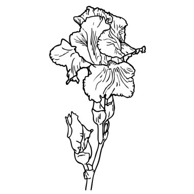 Siyah ve beyaz anahat çiçek iris görüntüsünü