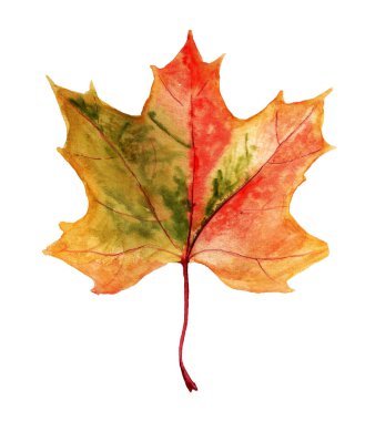 Beyaz arka plan üzerinde renkli sonbahar akçaağaç yaprağı suluboya resim