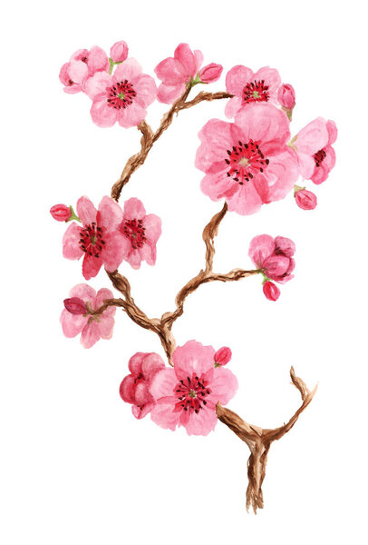 Watercolor image of branch of sakura with pink flowers on white background