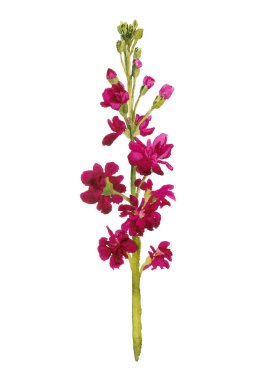 Beyaz zemin üzerine kırmızı gillyflower suluboya resim