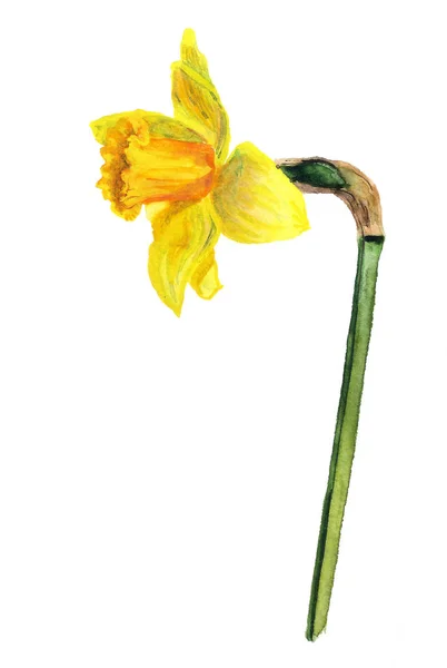 Aquarel Afbeelding Van Gele Narcissus Witte Achtergrond — Stockfoto