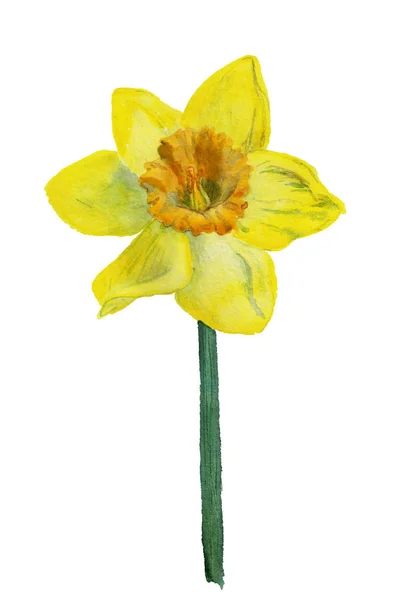 Akwarela Obraz Kwiat Żółty Narcyz Białym Tle — Zdjęcie stockowe