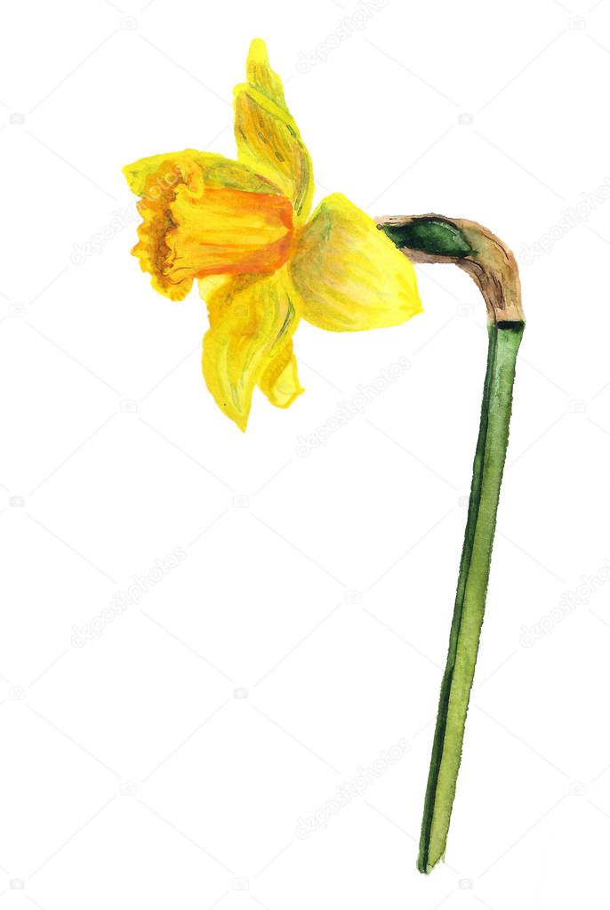 Watercolor image of yellow narcissus on white background